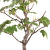 Acer pseudoplatanus - B5115
