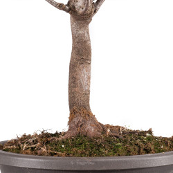 Acer pseudoplatanus - B5115