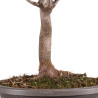 Acer pseudoplatanus - B5115