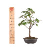 Acer pseudoplatanus - B5115