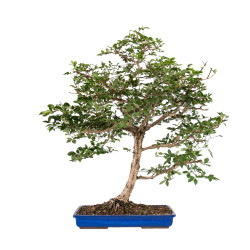 Euonymus alatus - B5117