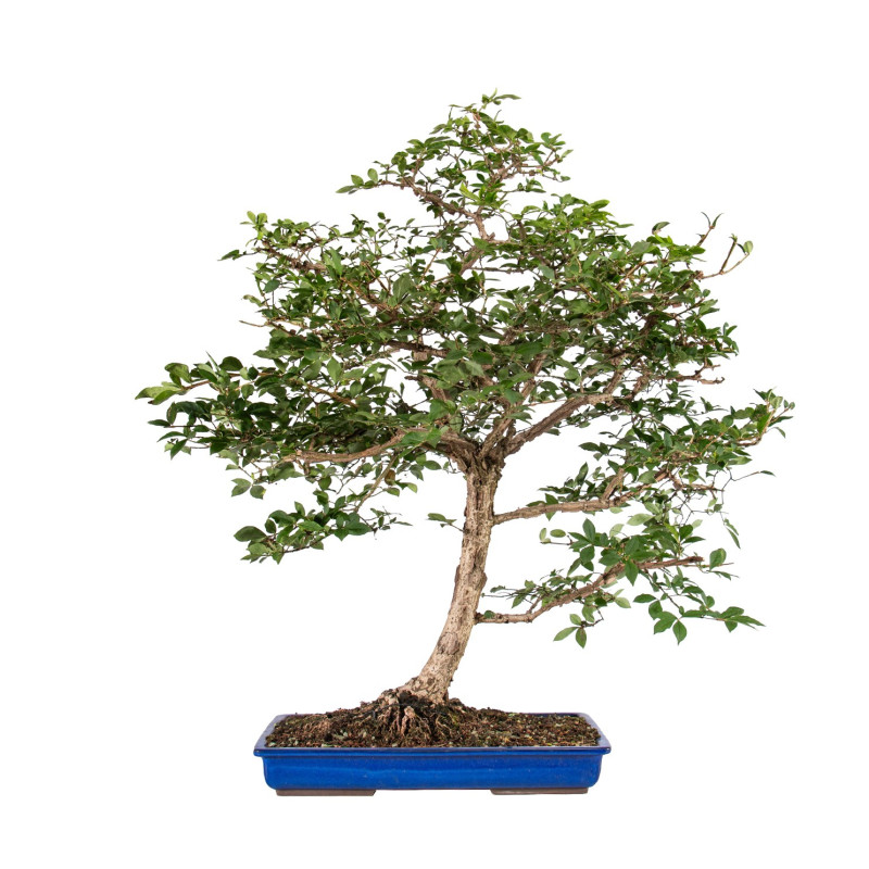 Euonymus alatus - B5117