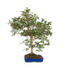 Euonymus alatus - B5117