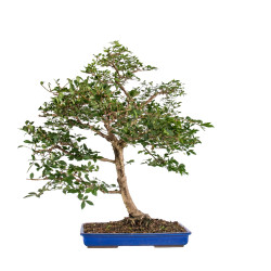 Euonymus alatus - B5117