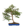 Euonymus alatus - B5117