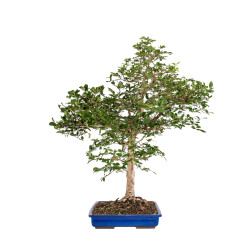 Euonymus alatus - B5117