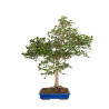 Euonymus alatus - B5117