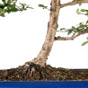 Euonymus alatus - B5117