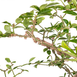 Euonymus alatus - B5117