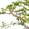 Euonymus alatus - B5117