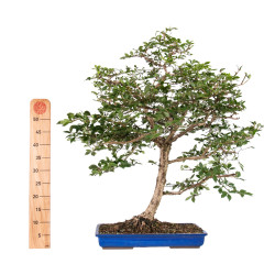 Euonymus alatus - B5117