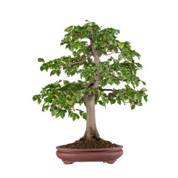 Carpinus betulus - B5118
