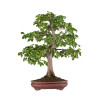Carpinus betulus - B5118