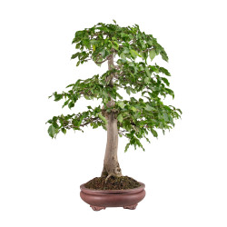 Carpinus betulus - B5118