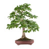 Carpinus betulus - B5118