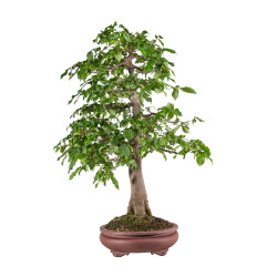 Carpinus betulus - B5118