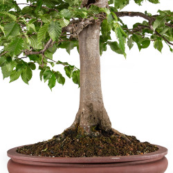 Carpinus betulus - B5118
