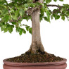 Carpinus betulus - B5118