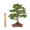 Carpinus betulus - B5118