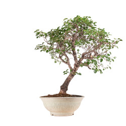 Prunus mahaleb - B5121
