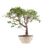 Prunus mahaleb - B5121