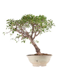 Prunus mahaleb - B5121