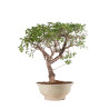 Prunus mahaleb - B5121