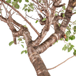 Prunus mahaleb - B5121