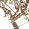 Prunus mahaleb - B5121