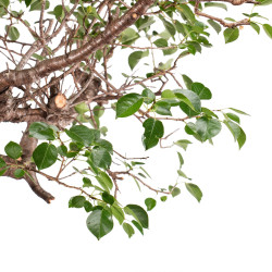 Prunus mahaleb - B5121