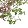 Prunus mahaleb - B5121