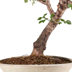 Prunus mahaleb - B5121