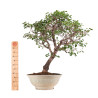 Prunus mahaleb - B5121