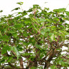 Morus spp. - B5122