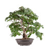 Tilia cordata - B5123