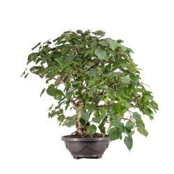 Tilia cordata - B5123