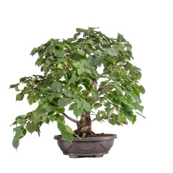 Tilia cordata - B5123