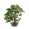 Tilia cordata - B5123
