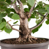 Tilia cordata - B5123