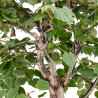 Tilia cordata - B5123