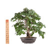 Tilia cordata - B5123