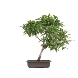 Fagus sylvatica Sandrode -...