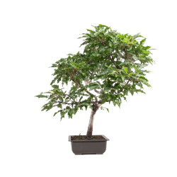 Fagus sylvatica Sandrode - B5129