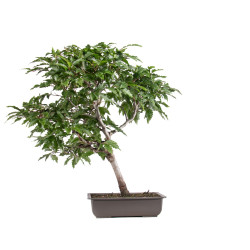 Fagus sylvatica Sandrode - B5129