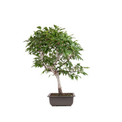 Fagus sylvatica Sandrode - B5129