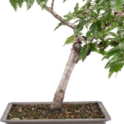 Fagus sylvatica Sandrode - B5129