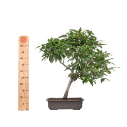 Fagus sylvatica Sandrode - B5129