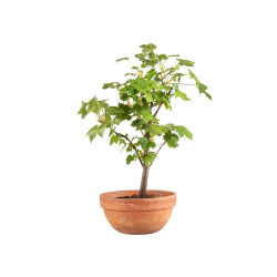 Acer pseudoplatanus - B5139