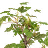 Acer pseudoplatanus - B5139