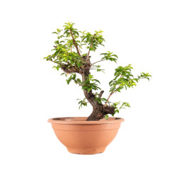 Prunus cerasifera - B5146